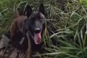 Cão Bono localiza drogas enterradas em área de mata no Jd. Ouro Branco