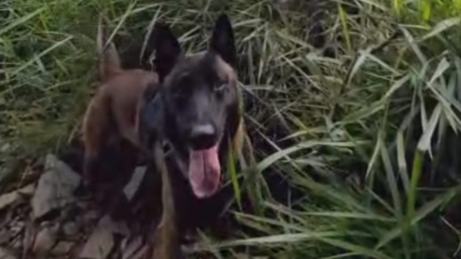 Cão Bono localiza drogas enterradas em área de mata no Jd. Ouro Branco