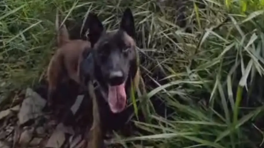 Cão Bono localiza drogas enterradas em área de mata no Jd. Ouro Branco