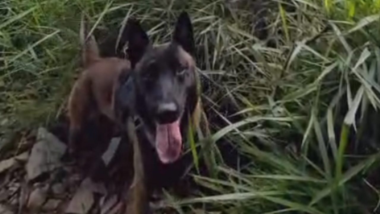 Cão Bono localiza drogas enterradas em área de mata no Jd. Ouro Branco