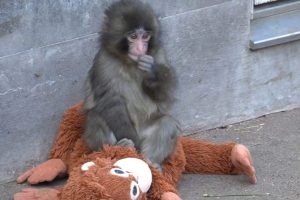 Conheça Punch: O macaco bebê que nunca larga a pelúcia depois de ser abandonado pela mãe