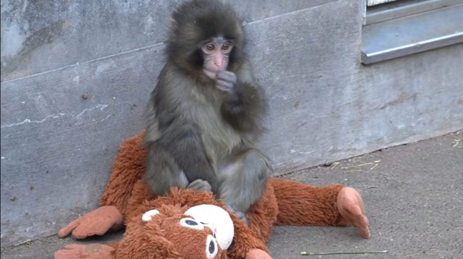 Conheça Punch: O macaco bebê que nunca larga a pelúcia depois de ser abandonado pela mãe