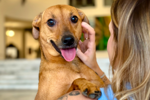 Governo de SP sanciona lei que autoriza o sepultamento de cães e gatos em jazigos familiares