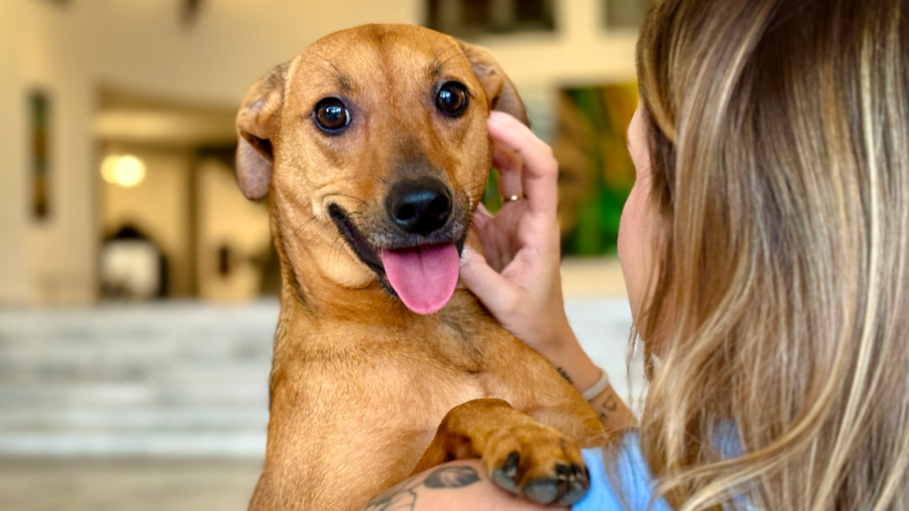 Governo de SP sanciona lei que autoriza o sepultamento de cães e gatos em jazigos familiares