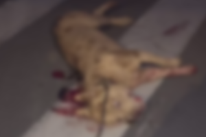 Homem que esfaqueou pitbull é ouvido e diz que agiu para salvar sua cachorra