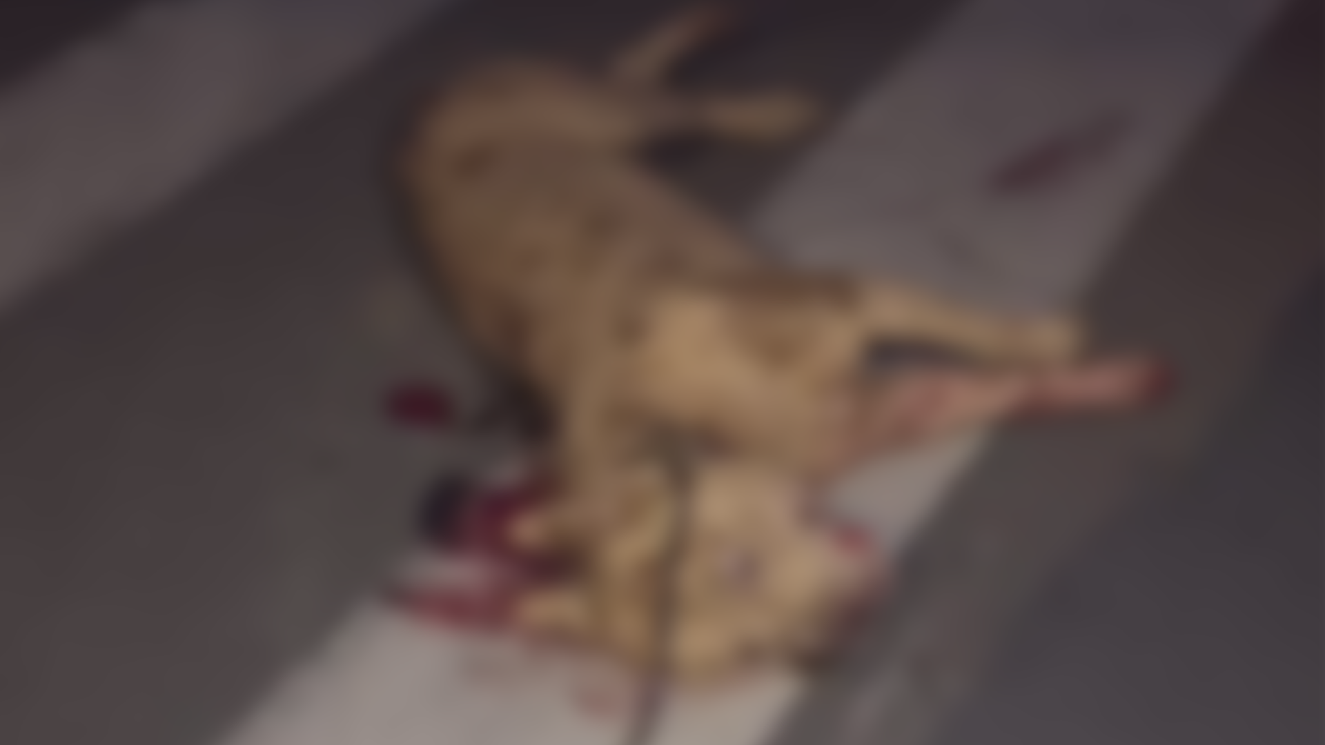 Homem que esfaqueou pitbull é ouvido e diz que agiu para salvar sua cachorra