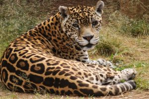 Morre Luna, onça pintada mais velha do Brasil e símbolo do Zoo de Limeira