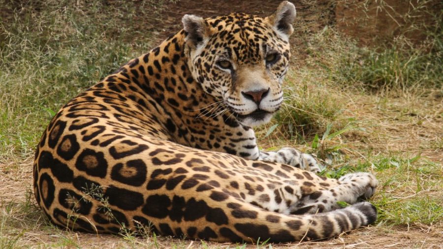 Morre Luna, onça pintada mais velha do Brasil e símbolo do Zoo de Limeira