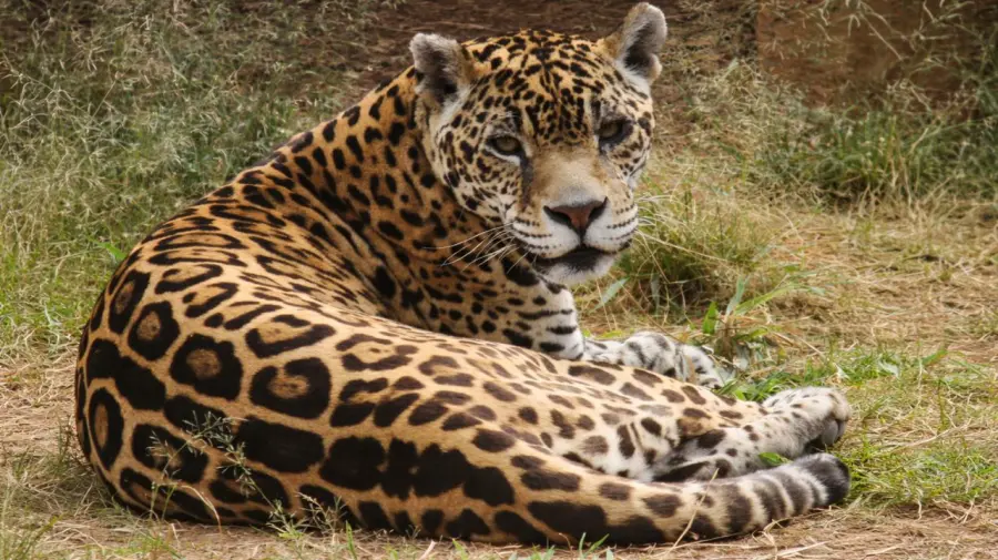 Morre Luna, onça pintada mais velha do Brasil e símbolo do Zoo de Limeira