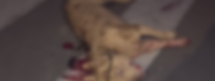 Pitbull é morto no Jd. Luiz Regitano, em Limeira, e caso será investigado