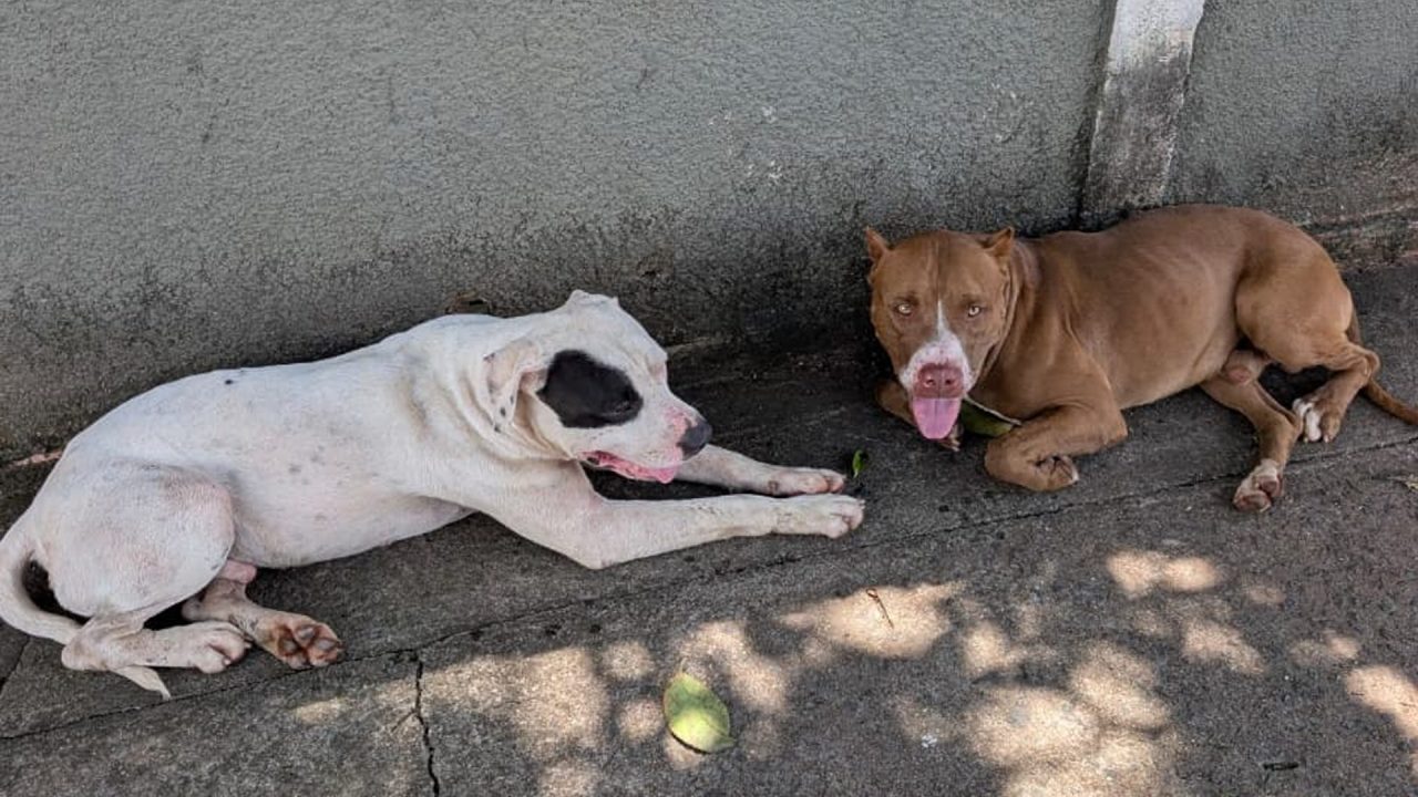 Pitbulls soltos mobilizam Canil da GCM próximo à Apae em Limeira