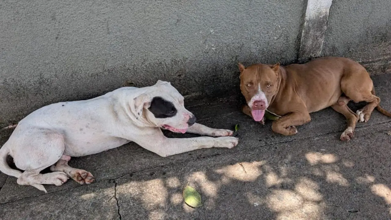 Pitbulls soltos mobilizam Canil da GCM próximo à Apae em Limeira