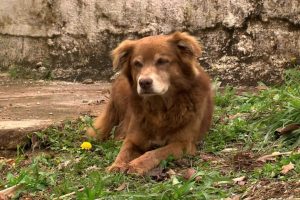 Conheça Bob, cão que inspirou a lei de sepultamento de pets em SP