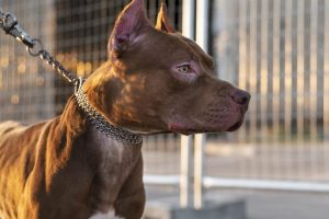 Após ataque envolvendo pitbull em Limeira, GCM orienta como agir e prevenir situações com cães