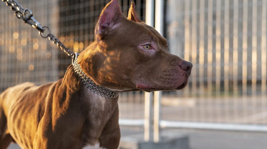 Após ataque envolvendo pitbull em Limeira, GCM orienta como agir e prevenir situações com cães