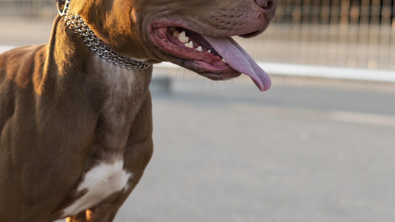 Bebê de 2 meses é hospitalizado após ataque de pitbull no Jd. Rossi, em Limeira