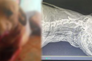 Cão é encontrado ferido com disparos de arma de fogo em Limeira