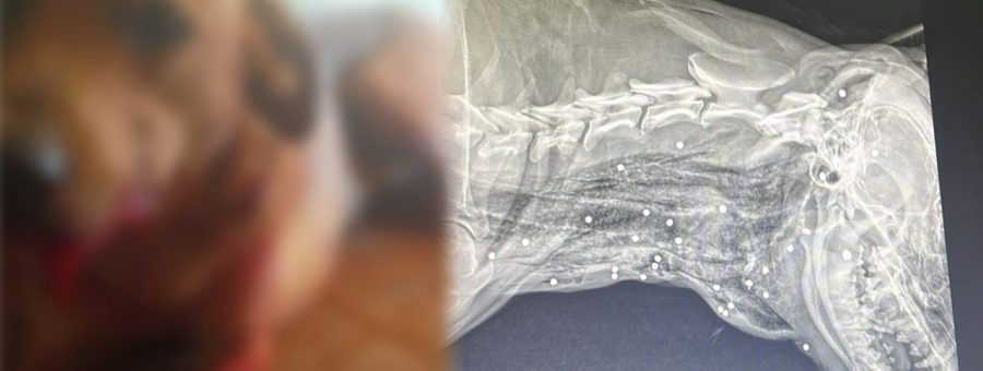 Cão é encontrado ferido com disparos de arma de fogo em Limeira