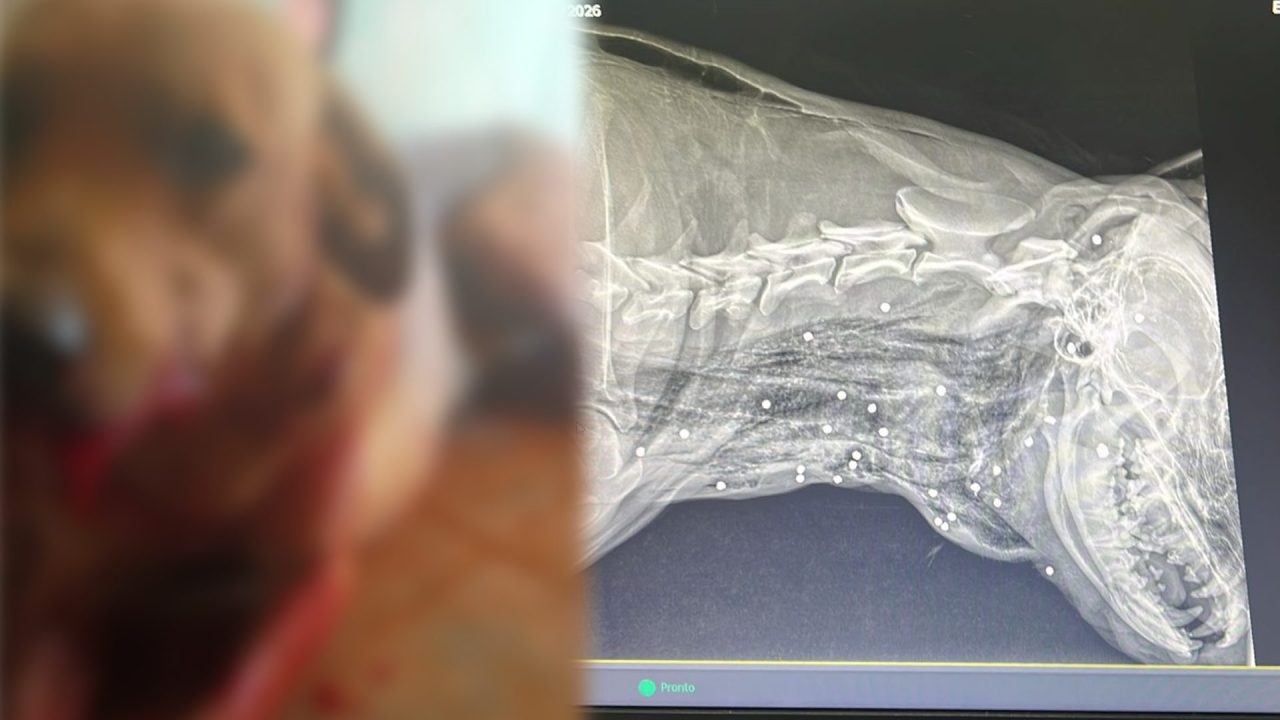 Cão é encontrado ferido com disparos de arma de fogo em Limeira