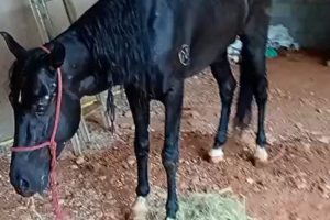 Cavalo resgatado em avenida apresenta melhora após atendimento em Limeira