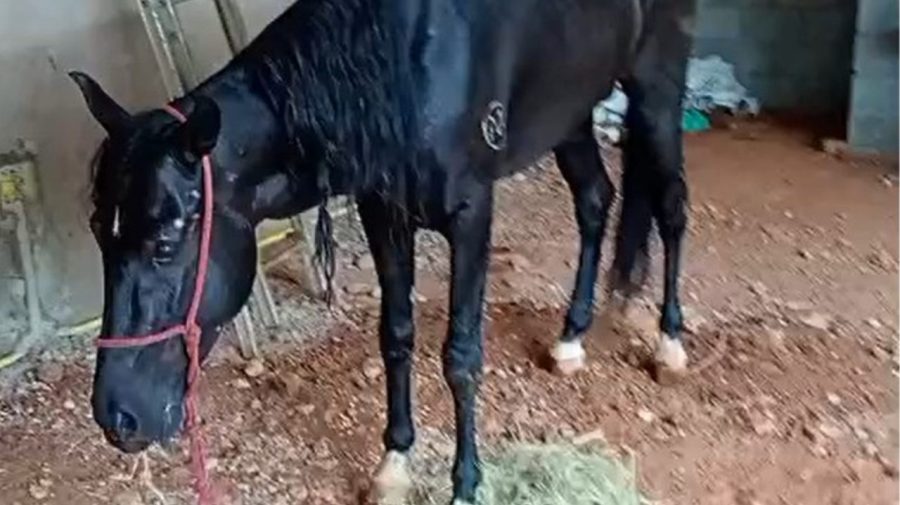 Cavalo resgatado em avenida apresenta melhora após atendimento em Limeira