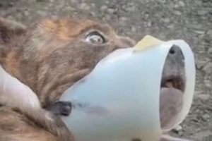 Filho de tutor confessa que abandonou Rajada e cão é trazido para Limeira