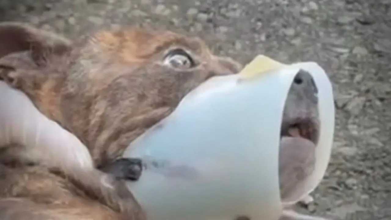 Filho de tutor confessa que abandonou Rajada e cão é trazido para Limeira