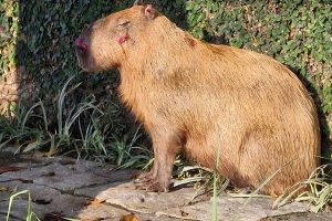 Homens espancam capivara e são presos (2)