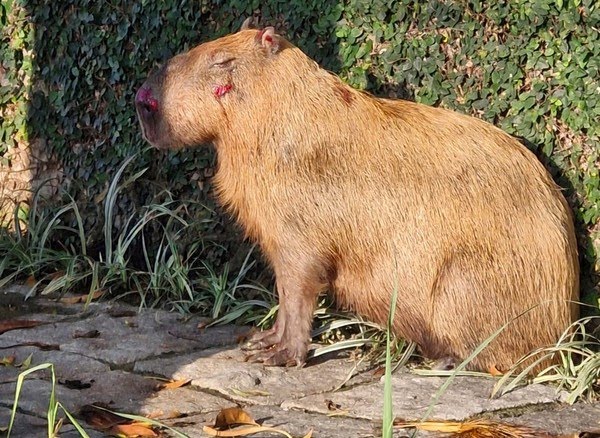 Homens espancam capivara e são presos (2)