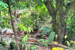 Idoso é encontrado morto em poço de água em Limeira