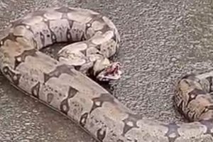 Jiboia é encontrada às margens do Anel Viário e levada para área ambiental em Limeira