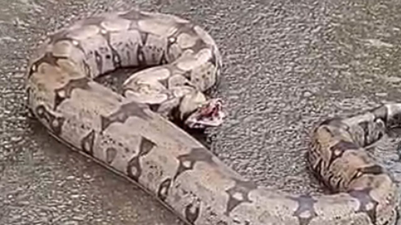 Jiboia é encontrada às margens do Anel Viário e levada para área ambiental em Limeira