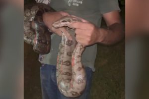 Jiboia é resgatada às margens da Via Martim Lutero, nos Pires, em Limeira