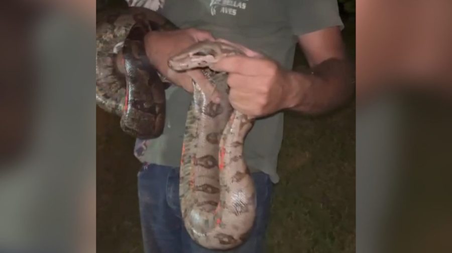 Jiboia é resgatada às margens da Via Martim Lutero, nos Pires, em Limeira