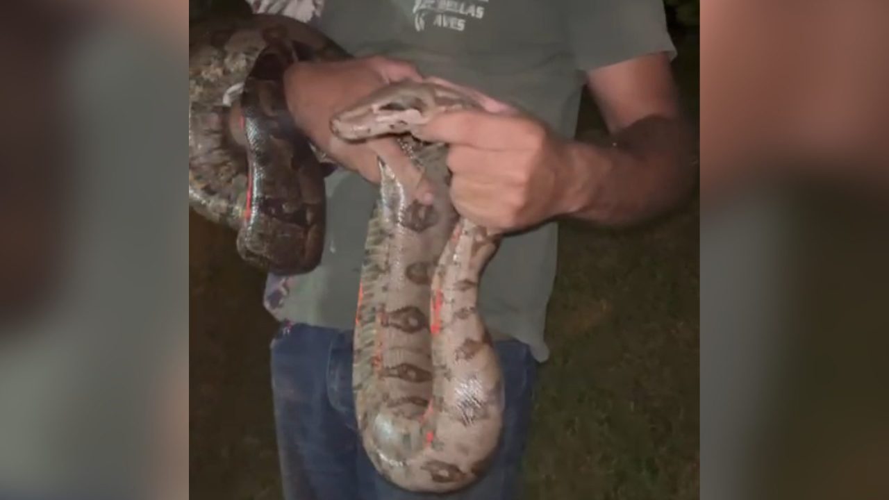 Jiboia é resgatada às margens da Via Martim Lutero, nos Pires, em Limeira