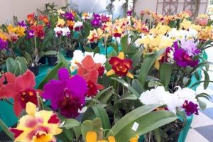 Pátio Limeira Shopping sedia 4ª Feira de Orquídeas