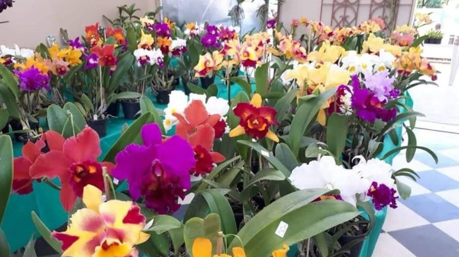 Pátio Limeira Shopping sedia 4ª Feira de Orquídeas