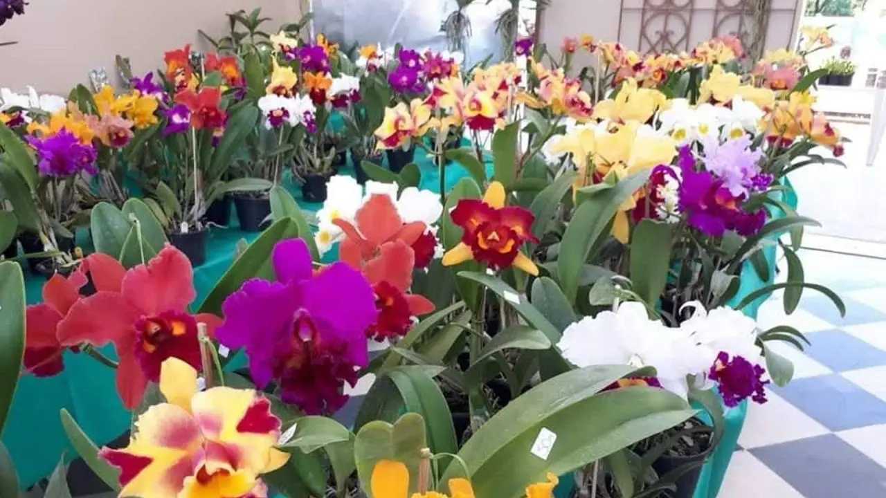 Pátio Limeira Shopping sedia 4ª Feira de Orquídeas