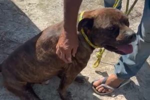 Pitbull maltratado é resgatado na zona rural de Limeira