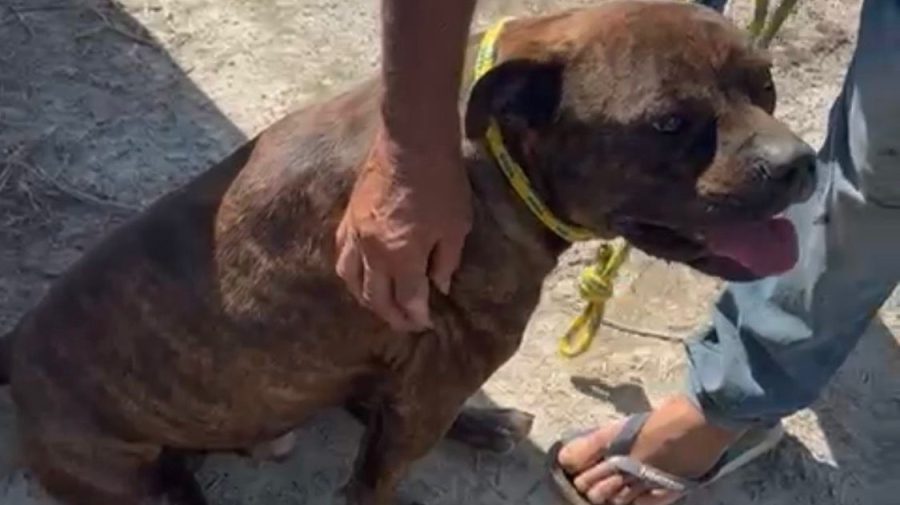 Pitbull maltratado é resgatado na zona rural de Limeira