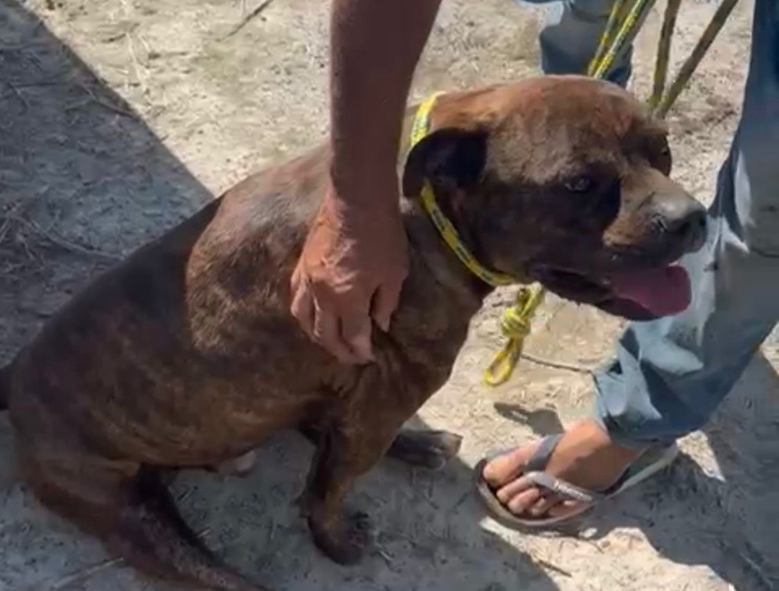 Pitbull maltratado é resgatado na zona rural de Limeira