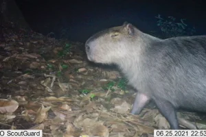 capivara