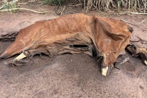 Cavalo decapitado, sem as patas e ossadas são encontrados em estrada rural no Jaguari, em Limeira