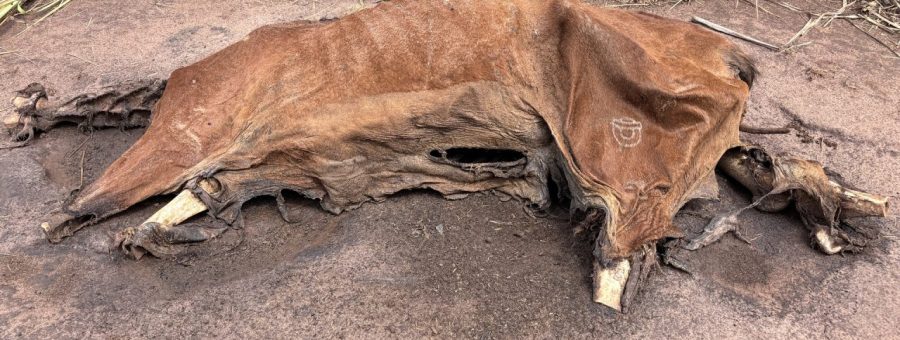 Cavalo decapitado, sem as patas e ossadas são encontrados em estrada rural no Jaguari, em Limeira