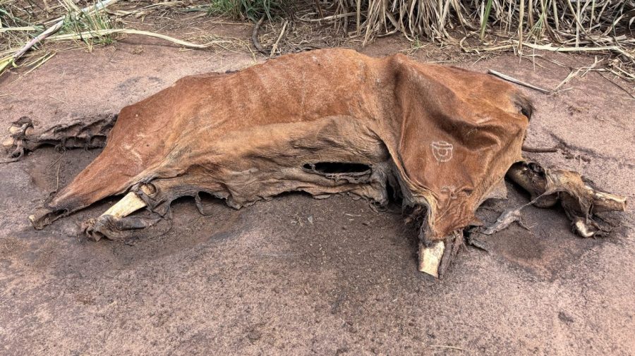 Cavalo decapitado, sem as patas e ossadas são encontrados em estrada rural no Jaguari, em Limeira
