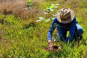 Limeira implanta modelo de conservação do solo e proteção de nascente em vinícola