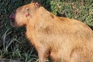 MPRJ denuncia agressores de capivara na Ilha do Governador no Rio