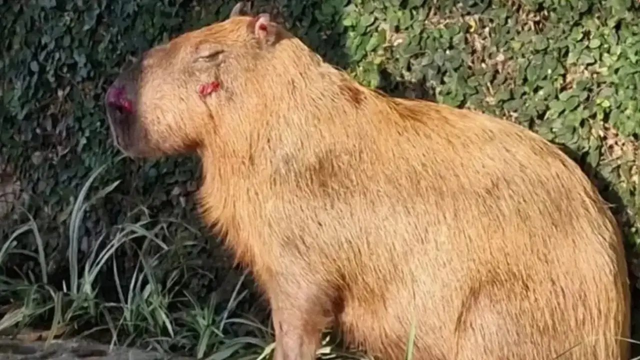MPRJ denuncia agressores de capivara na Ilha do Governador no Rio