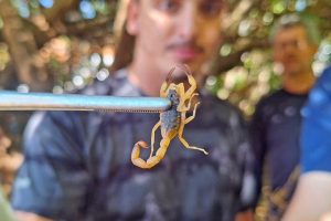 Picada de escorpião o que fazer e quando procurar atendimento