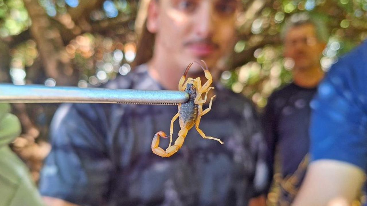 Picada de escorpião o que fazer e quando procurar atendimento